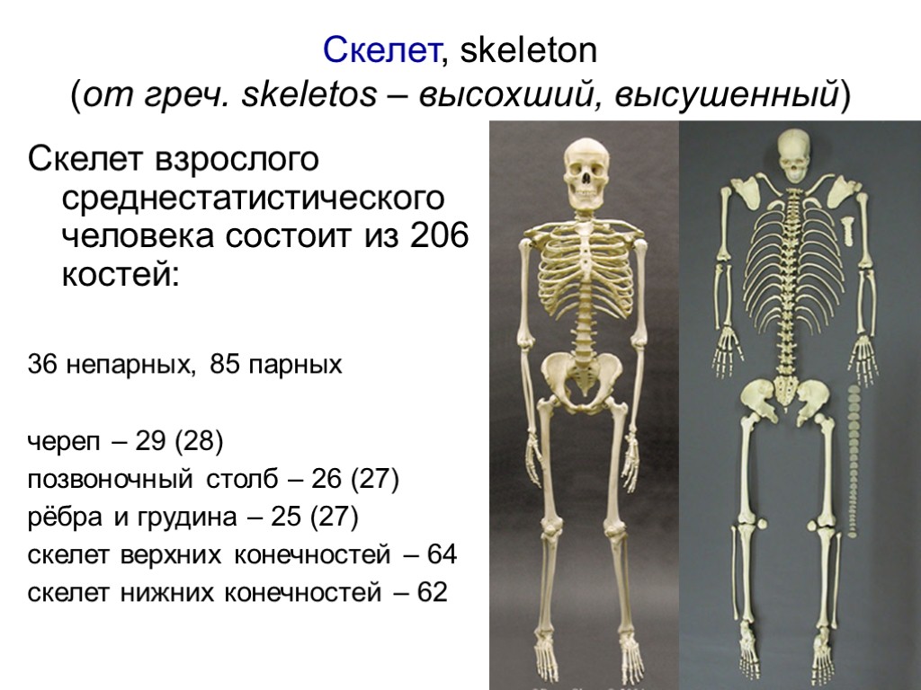 Скелет, skeleton (от греч. skeletos – высохший, высушенный) Скелет взрослого среднестатистического человека состоит из